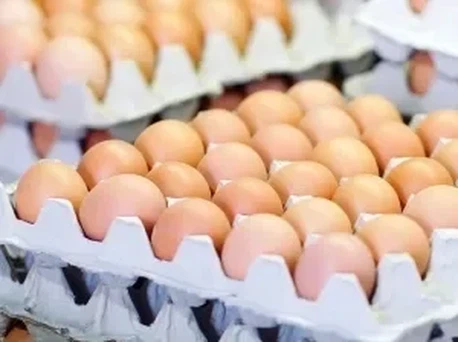 Paper-Egg-Tray- Paper-Egg-Tray-